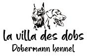 La Villa des Dobs – Élevage Dobermann FCI avec Affixe Officiel