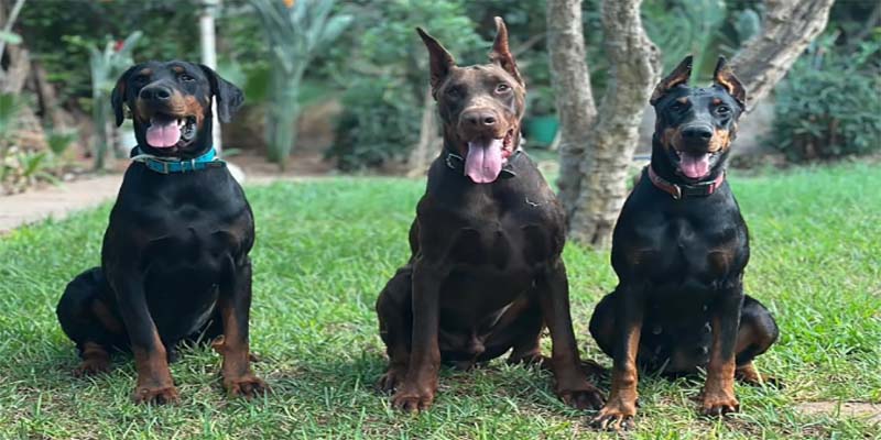 Dobermans - Élevage La Villa des Dobs