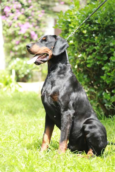 Dobermann Tresor CI