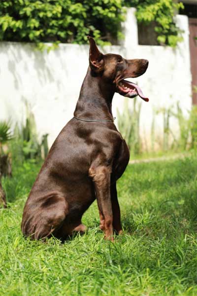 Dobermann Pride of Russia Emerald