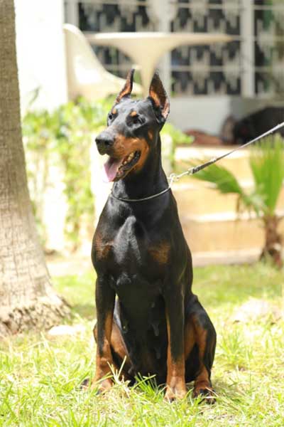 Dobermann Vissenya AG